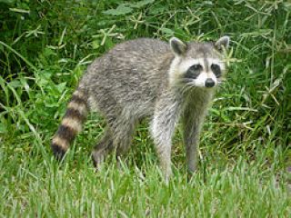خطر خرید و فروش راکون در شهرهای ایران.