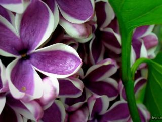 فال روز یکشنبه ۹ آگوست - ۱۸ مرداد.