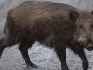 اهالی روستایی در زنجان ۲۰ راس گراز وحشی را کشتند