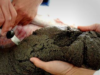 معاون شیلات ایران: صید خاویار به صفر رسیده است