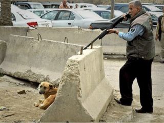 کشتار ۱۸۷۸ سگ رهاشده در سنندج در یک سال و نیم گذشته