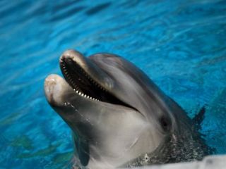 حماس 'دلفین جاسوس اسرائیل' را گرفت