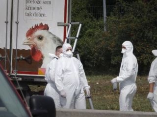 پلیس اتریش: اجساد پناهجویان در کامیون یخچال‌دار بیش از ۷۰ نفر است