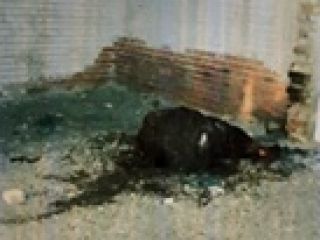 ادعای زنده‌‌بودن مقتول در پرونده جنایت آتشین