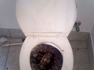 مار ۳ متری در دستشویی