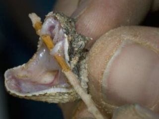 هشدار کارشناسان: ذخایر یک پادزهر موثر رو به اتمام است