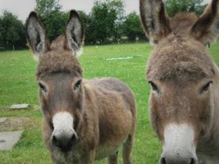 واردات ۶ تُن الاغ در دولت دهم