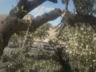 قطع درخت ۴۰۰ ساله بلوط در ایران برای «انتقام از پلیس راه»