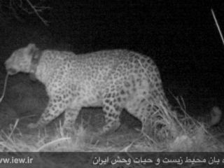 پلنگ ایرانی با عبور از مرز به ترکمنستان رفت