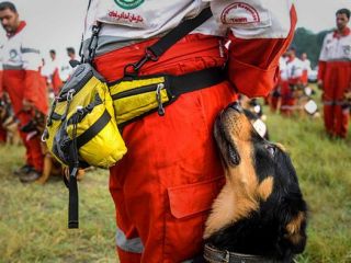 سگ‌های نجات و موادیاب در ایران و جهان.