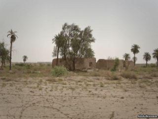 صدها هزار درخت نخل در اروندکنار آبادان «نابود شد»