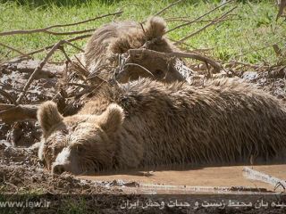 تصاویری دیدنی از عملیات رها کردن خرس‌های گرفتار در روستای بابونه