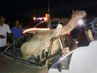 تصادف عجیب یک شتر با پراید