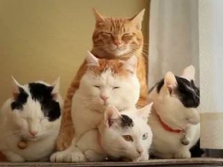 مرد در دادگاه خانواده: زندگی کردن با ۷ گربه برایم عذاب آور است