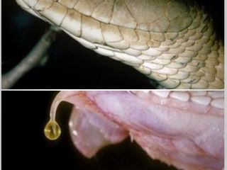 یک گرم زهرمار برابر با ۶۸۰ بشکه نفت!