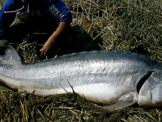 صید فیل ماهی ۸۰ میلیون تومانی از دریای خزر