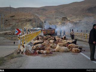 برخورد تریلر با گله گوسفند