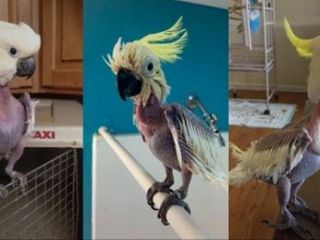 طوطی افسرده پرهایش را کند