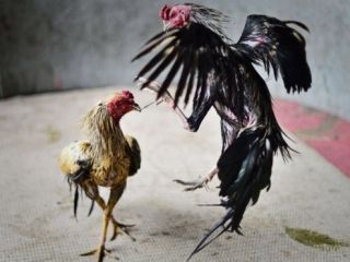 ۱۲ کشته در جریان جنگ خروس‌ها در مکزیک