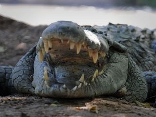 'تمساح‌های درنده از زندان مجرمان مواد مخدر اندونزی مراقبت خواهند کرد'