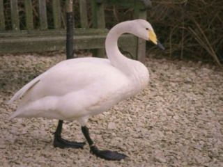 دستور دادستان بر آزادی قوی فریادکش پس از ۱۵ سال  حبس در یک خانه