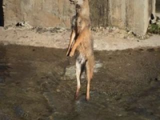 دار زدن شغال در یکی از روستاهای گیلان!