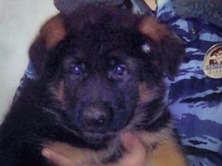 روسیه توله‌سگی را برای جایگزینی 