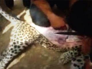 فیلمبرداری از کندن پوست پلنگ در ملأ عام - ویدیو