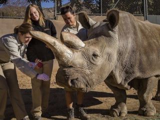 مرگ یکی از چهار کرگدن سفید شمالی باقی‌مانده در جهان