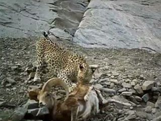 پلنگ ایرانی در حال خوردن شکار