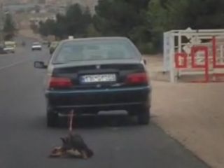 تکرار حیوان‌آزاری این بار در تهران/ نقش حیوان‌آزاری در افزایش بزه