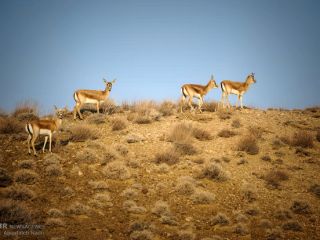 ۹۰ درصد حیات وحش ایران طی ۴ دهه نابود شده است
