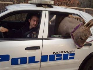 خر در ماشین پلیس