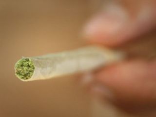 «کشت خانگی ماری‌جوانا در کرمان افزایش یافته است»