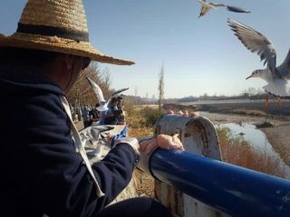 مرد بازنشسته شیرازی که مرغان دریایی دوستش دارند