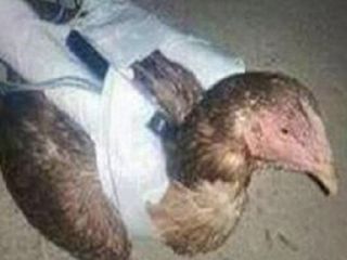 پرندگان انتحاری داعش برای حمله به هواپیماها