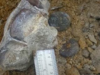 کشف سنگواره یک جانور عظیم در استان اردبیل؛ ممکن است ماموت باشد