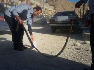 مهار مار افعی ۱۷۰ سانتی در مسکن مهر لار (+عکس)