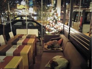 کافه ای که شبها پناهگاه سگهای ولگرد و خیابانی است