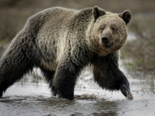 زن در جریان حمله خرس به ضرب گلوله شوهرش کشته شد