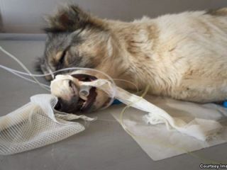 فردی در کرمانشاه هزینه‌های جراحی یک سگ ولگرد را پرداخت