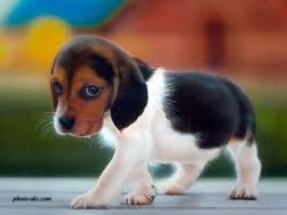 چند می‌گیری سگ بگیری؟!