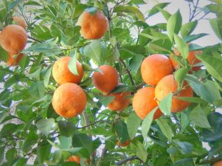 ماجرای اجرای حکم یک سال حبس برای سرقت ۸ نارنج