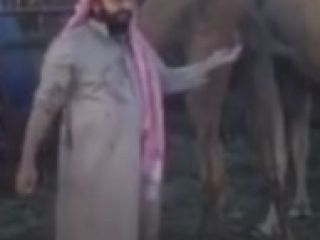 نوشیدن ادرار شتر توسط سعودی ها! + ویدیو