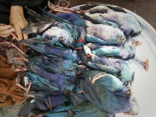 فروش گوشت رنگین شکار در چند قدمی اداره محیط زیست