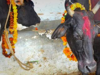 حمله به یک زوج مسلمان در هند به 'ظن حمل گوشت گاو'