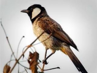 دریابانان ایرانی مانع از قاچاق ۵۰۰ بلبل خرما شدند