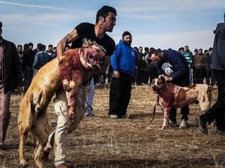 جنگ خونین سگ‌ها در ایران.