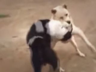 فیلمی تکان دهنده از کاسبی عده‌ای از مردم بی‌ رحم  از نبرد خونین سگ ها!