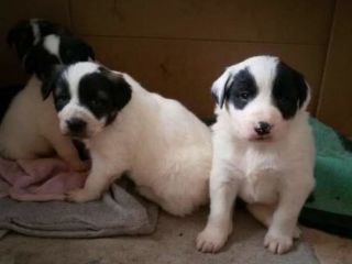 مرکز “حامیان حیوانات سار” پناه‌گاهی برای ۳۰۰ سگ ولگرد